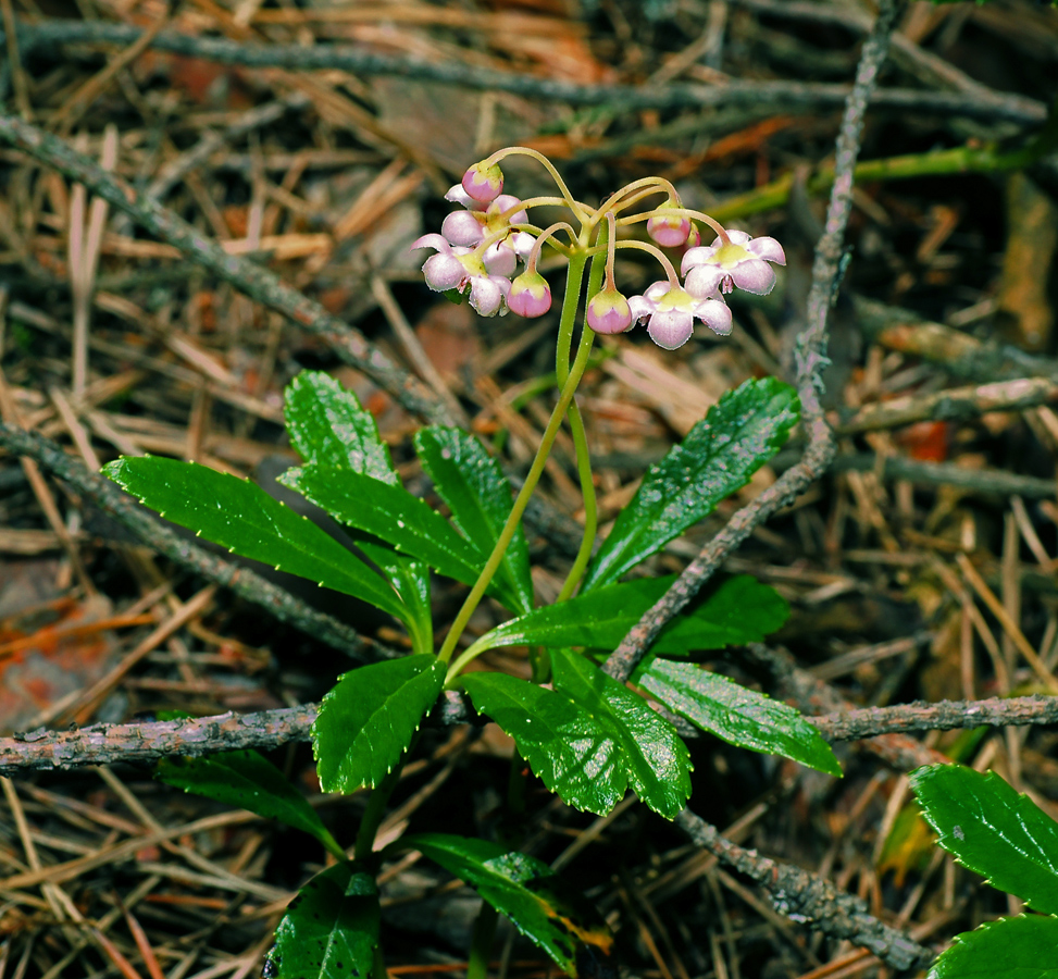 Изображение особи Chimaphila umbellata.