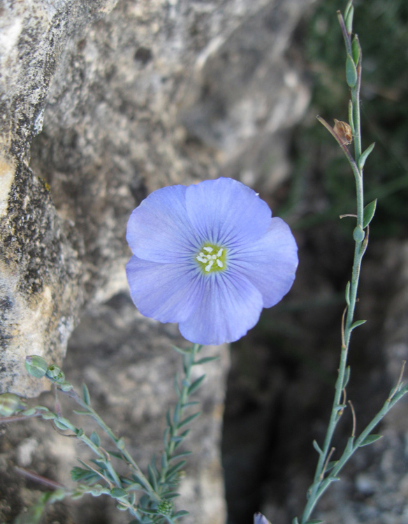 Изображение особи Linum marschallianum.