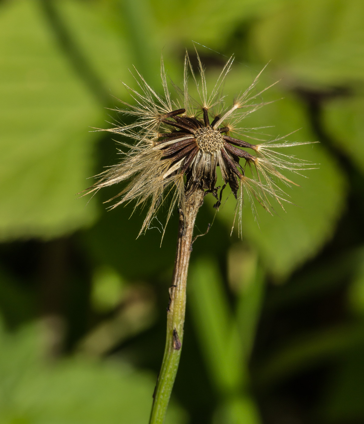 Изображение особи Scorzoneroides autumnalis.