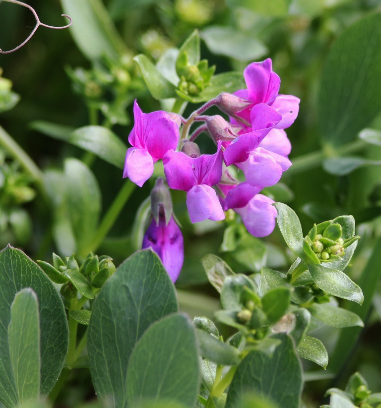 Image of Lathyrus japonicus ssp. pubescens specimen.