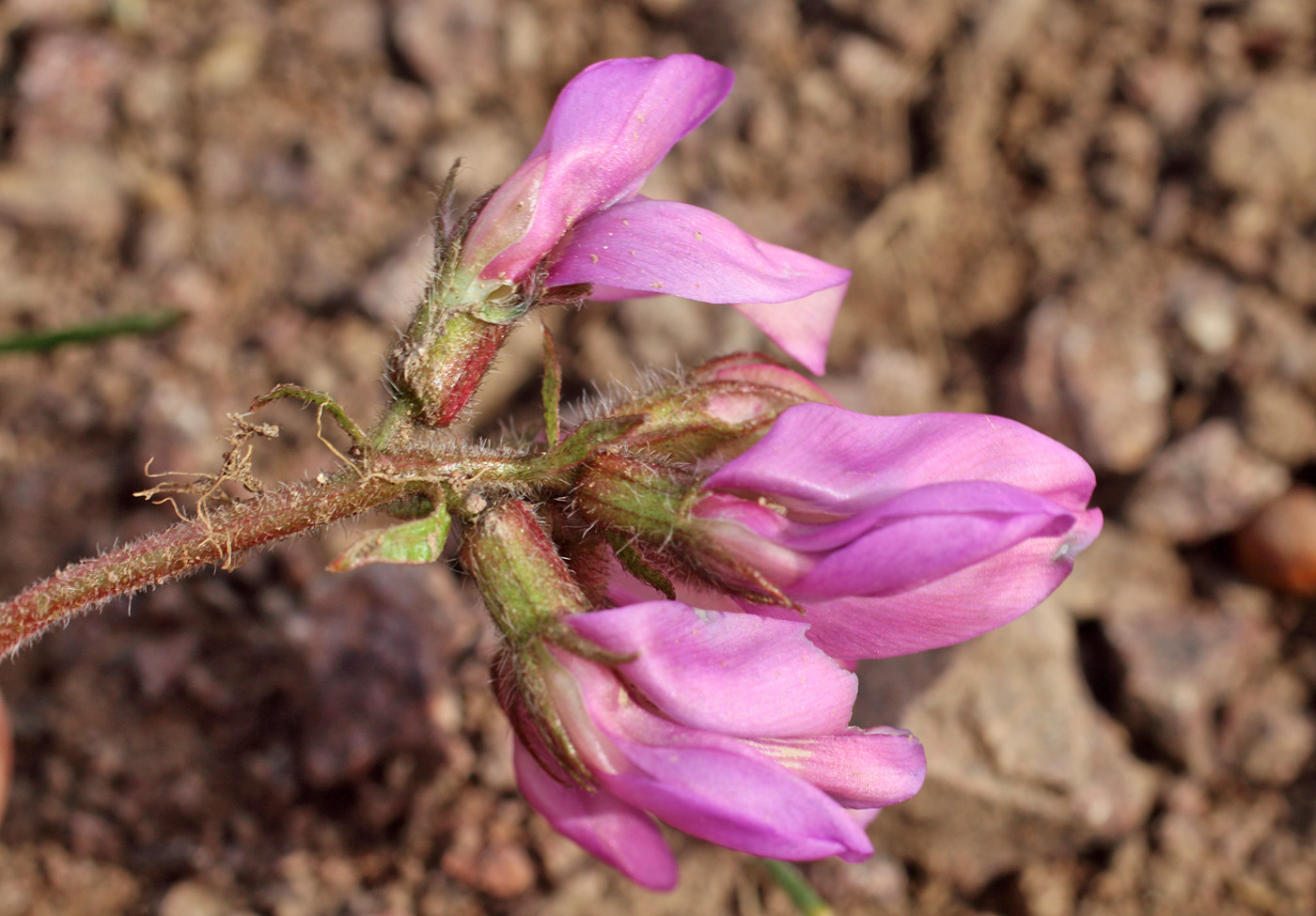 Image of Oxytropis gymnogyne specimen.