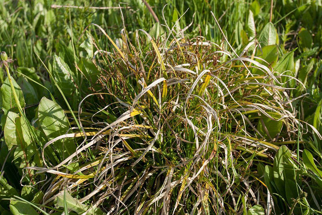 Изображение особи Carex ornithopoda.