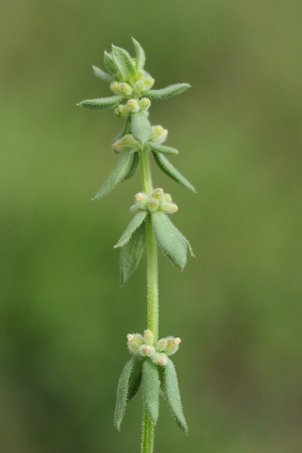 Изображение особи Galium verticillatum.