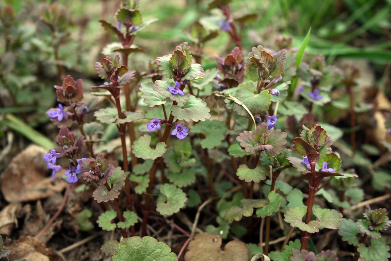 Изображение особи Glechoma hederacea.