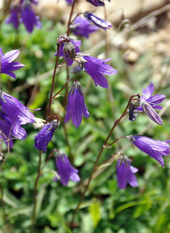 Image of Campanula collina specimen.