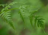 Pteridium pinetorum. Верхушка вайи. Татарстан, Лениногорский р-н, смешанный лес. 08.06.2015.