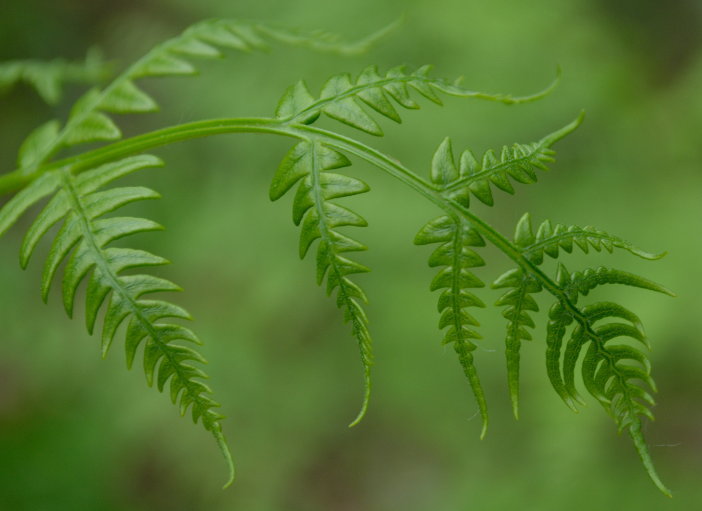 Изображение особи Pteridium pinetorum.