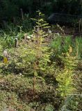 Taxodium distichum