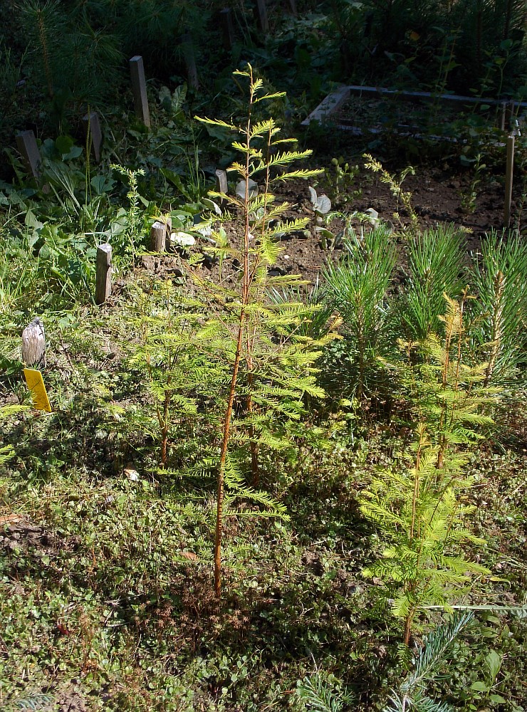 Image of Taxodium distichum specimen.