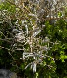 Calicotome villosa. Ветвь с плодами на фоне листьев Quercus coccifera. Испания, Андалусия, комарка Коста-дель-Соль-Оксиденталь, окр. г. Касарес, горный склон. Август 2015 г.