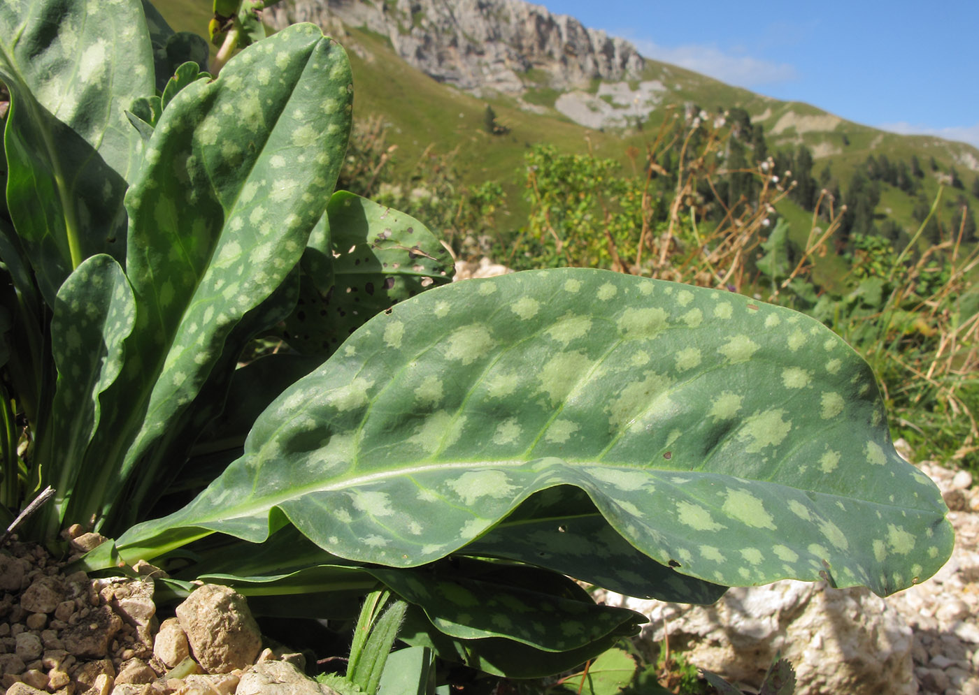 Image of Cerinthe glabra ssp. caucasica specimen.