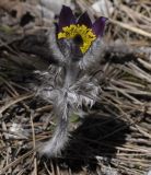 Pulsatilla halleri ssp. rhodopaea