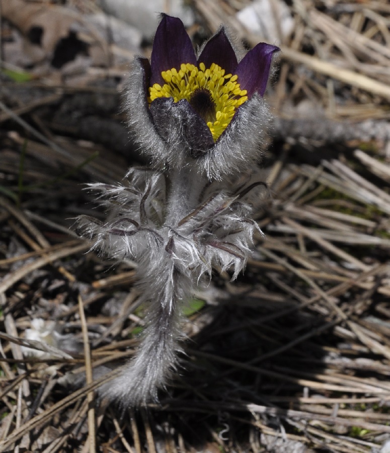 Image of Pulsatilla halleri ssp. rhodopaea specimen.