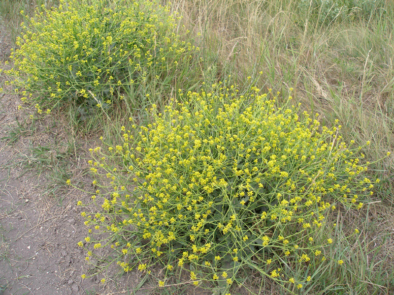 Изображение особи Rapistrum perenne.