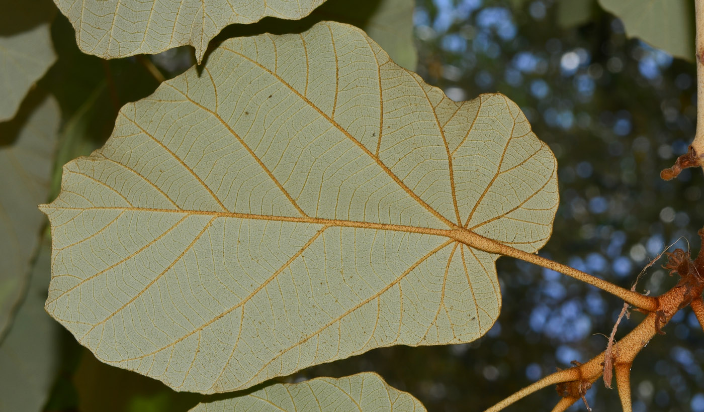 Image of Pterospermum acerifolium specimen.