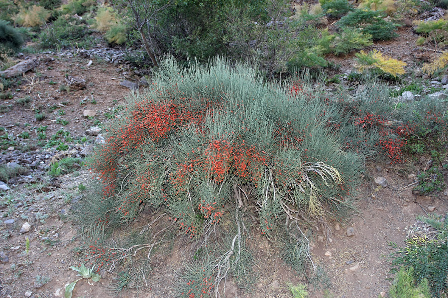 Image of Ephedra equisetina specimen.