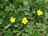 Potentilla anserina