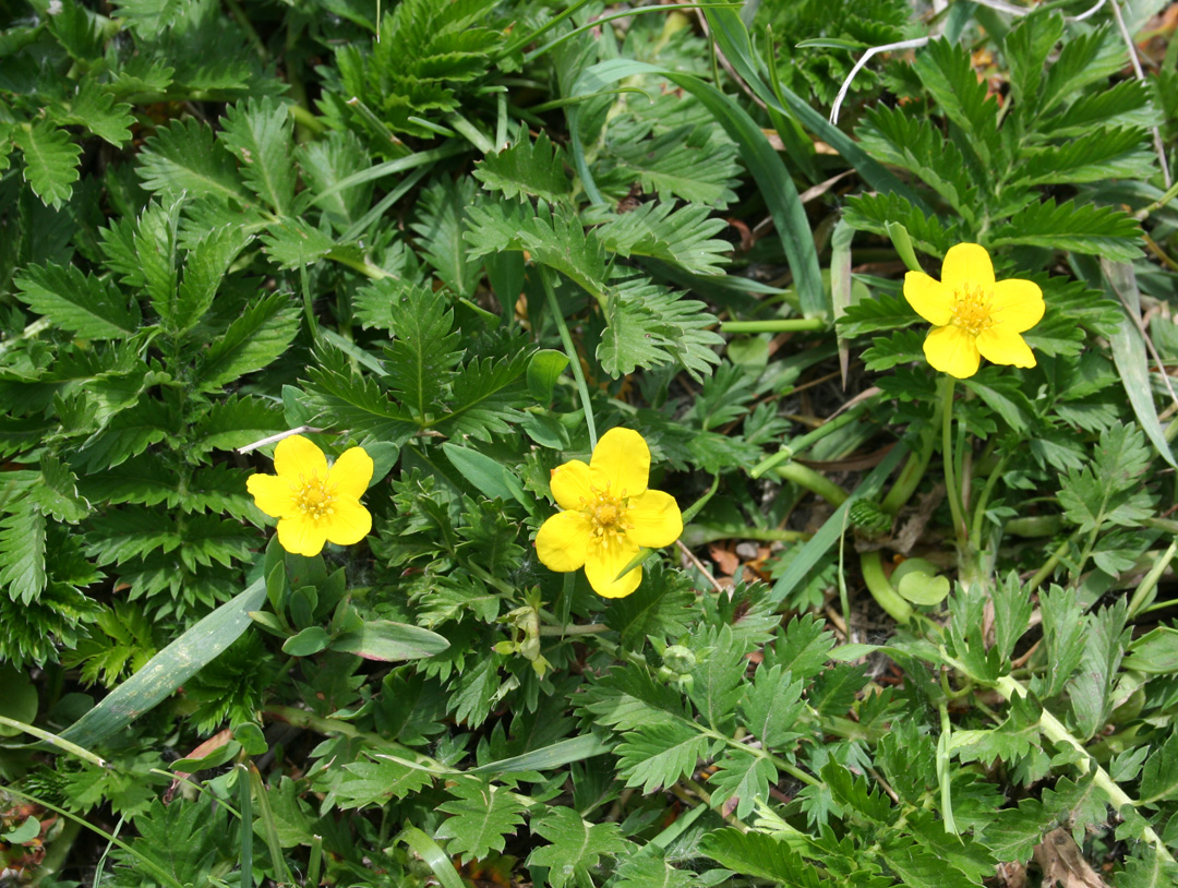 Изображение особи Potentilla anserina.