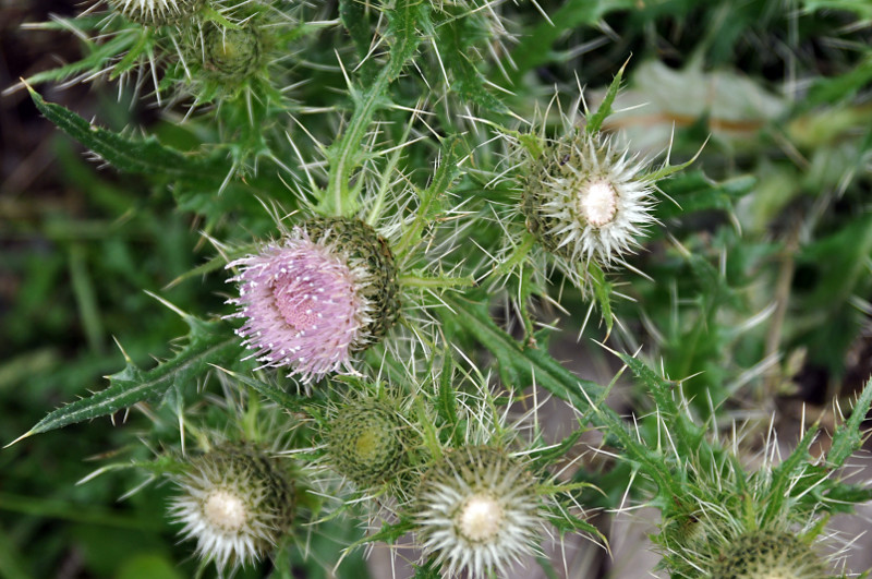 Изображение особи Cirsium echinus.