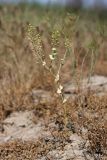 Lepidium perfoliatum