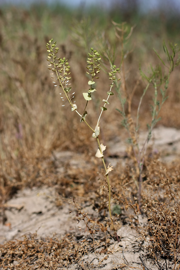 Изображение особи Lepidium perfoliatum.