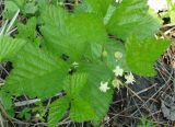 Rubus saxatilis. Цветущее растение. Якутия (Саха), Алданский р-н, северная окраина Алдана, тайга. 14.06.2012.