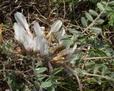 Astragalus testiculatus