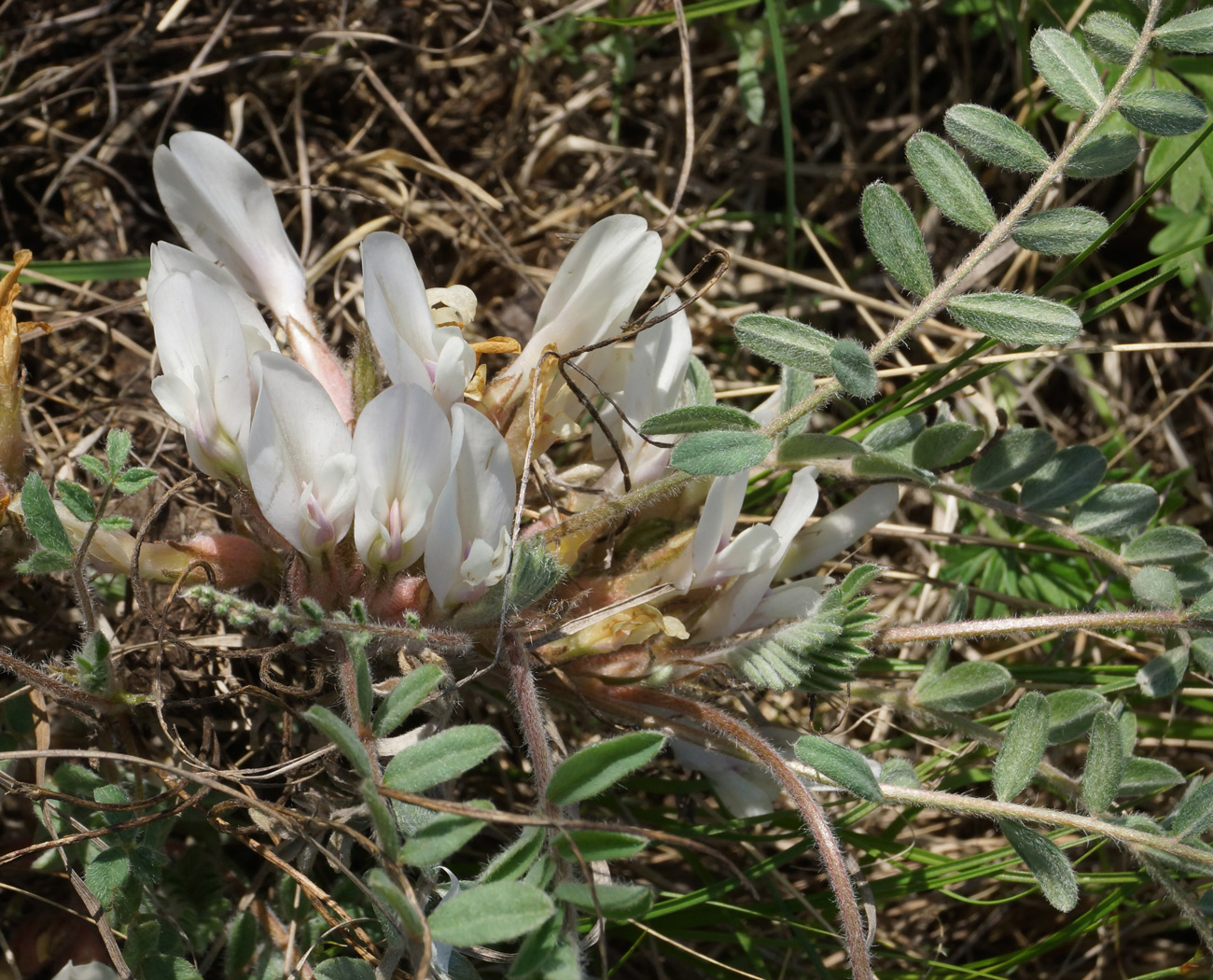 Изображение особи Astragalus testiculatus.