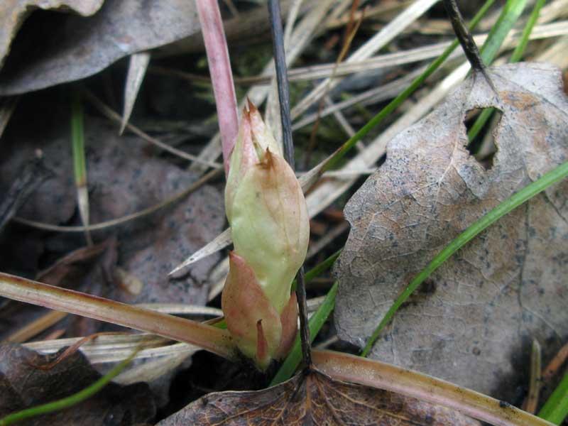 Изображение особи Pyrola incarnata.