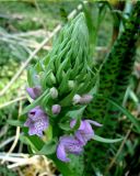 Dactylorhiza baltica. Соцветие. Ленинградская обл., г. Волхов, Октябрьская наб., около кладбища. 08.06.2014.