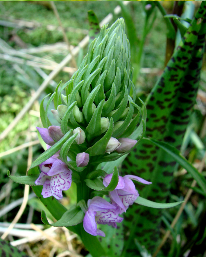 Image of Dactylorhiza baltica specimen.