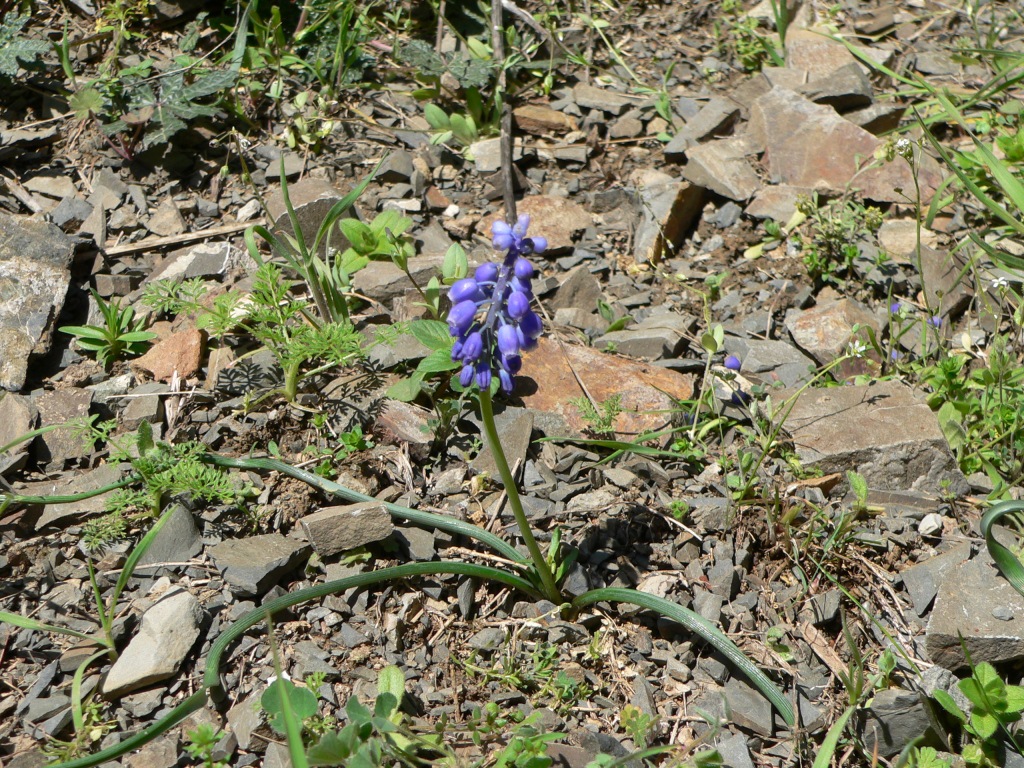 Изображение особи Muscari armeniacum.