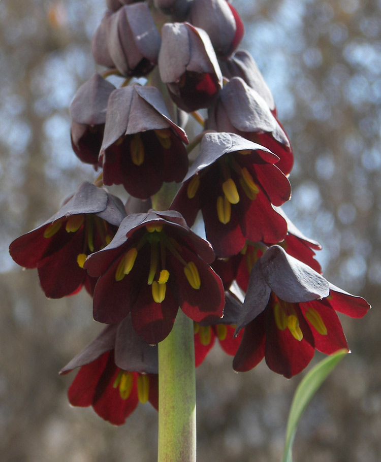 Изображение особи Fritillaria persica.