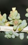 Traganum moquinii