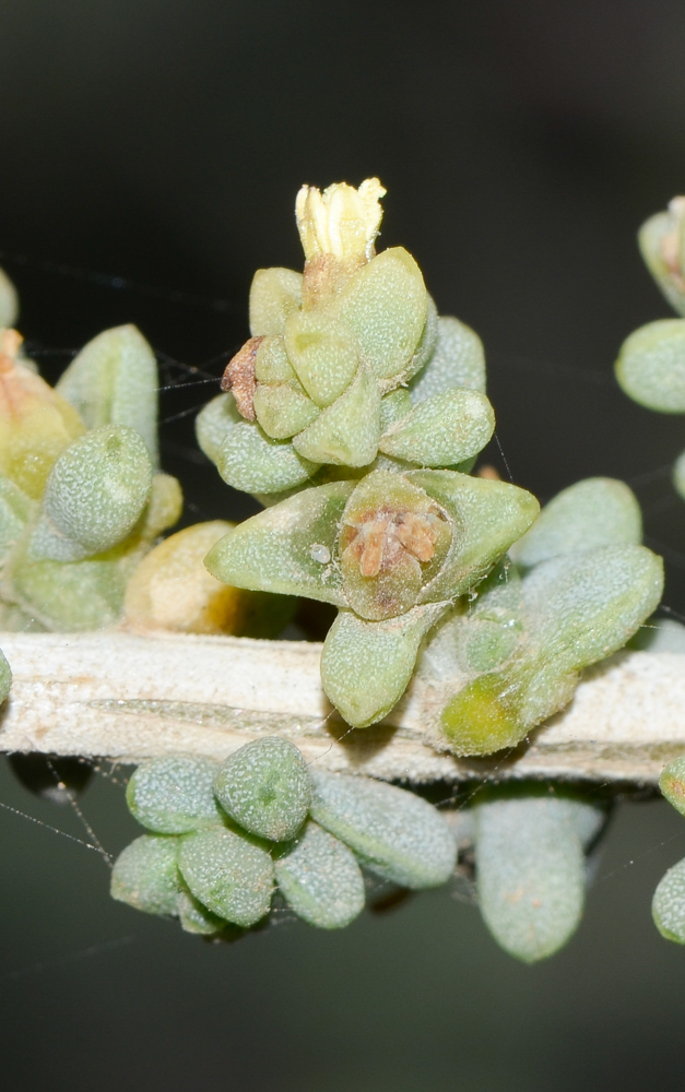 Image of Traganum moquinii specimen.