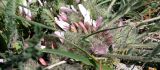 Astragalus dolichophyllus. Соцветие. Крым, Керченский п-ов, Казантипский заповедник. 16.04.2016.