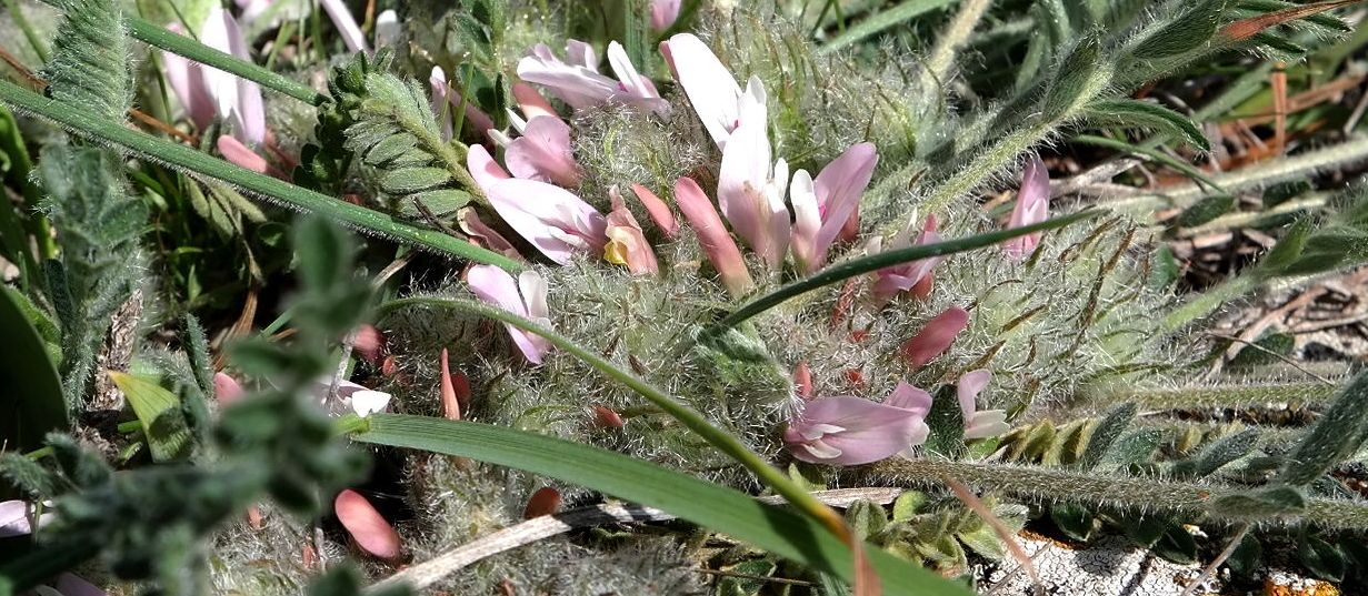 Image of Astragalus dolichophyllus specimen.