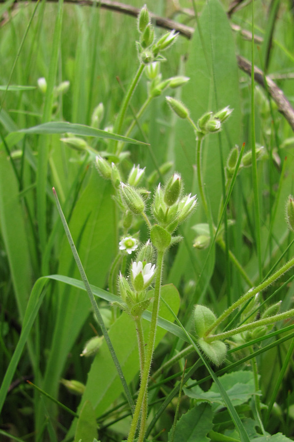 Image of Cerastium syvaschicum specimen.