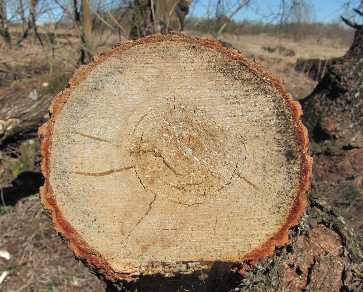 Image of Salix gmelinii specimen.