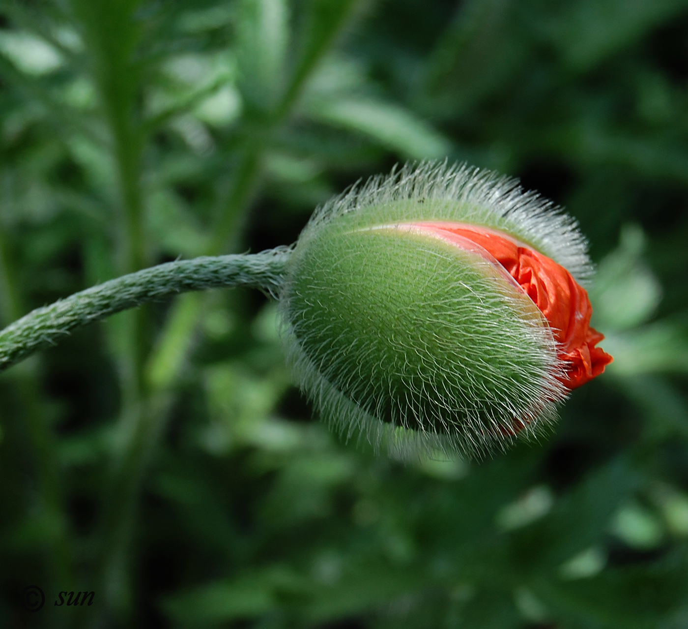 Изображение особи Papaver orientale.