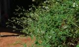 Commicarpus plumbagineus