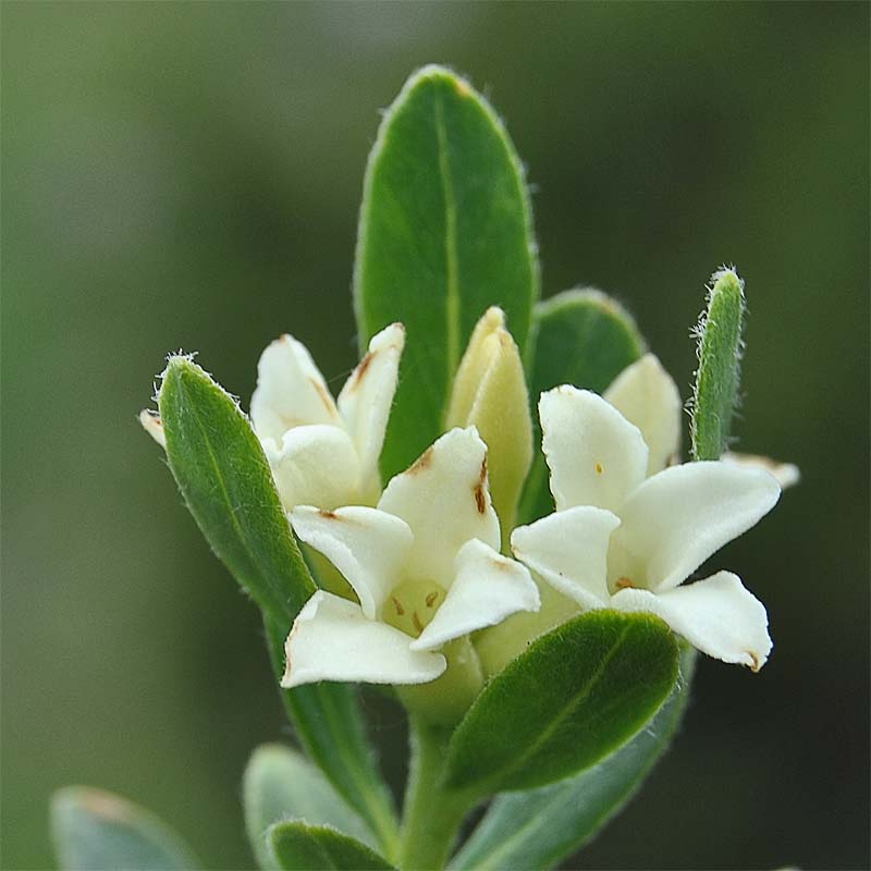 Image of Daphne kurdica specimen.