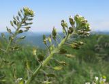 Lepidium campestre. Верхушка соцветия с цветками и завязавшимися плодами. Краснодарский край, м/о г. Геленджик, хр. Маркотх, гора Мухины Поляны, выс. ≈ 630 м н.у.м., горный луг. 21.05.2015.