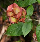 Holmskioldia sanguinea