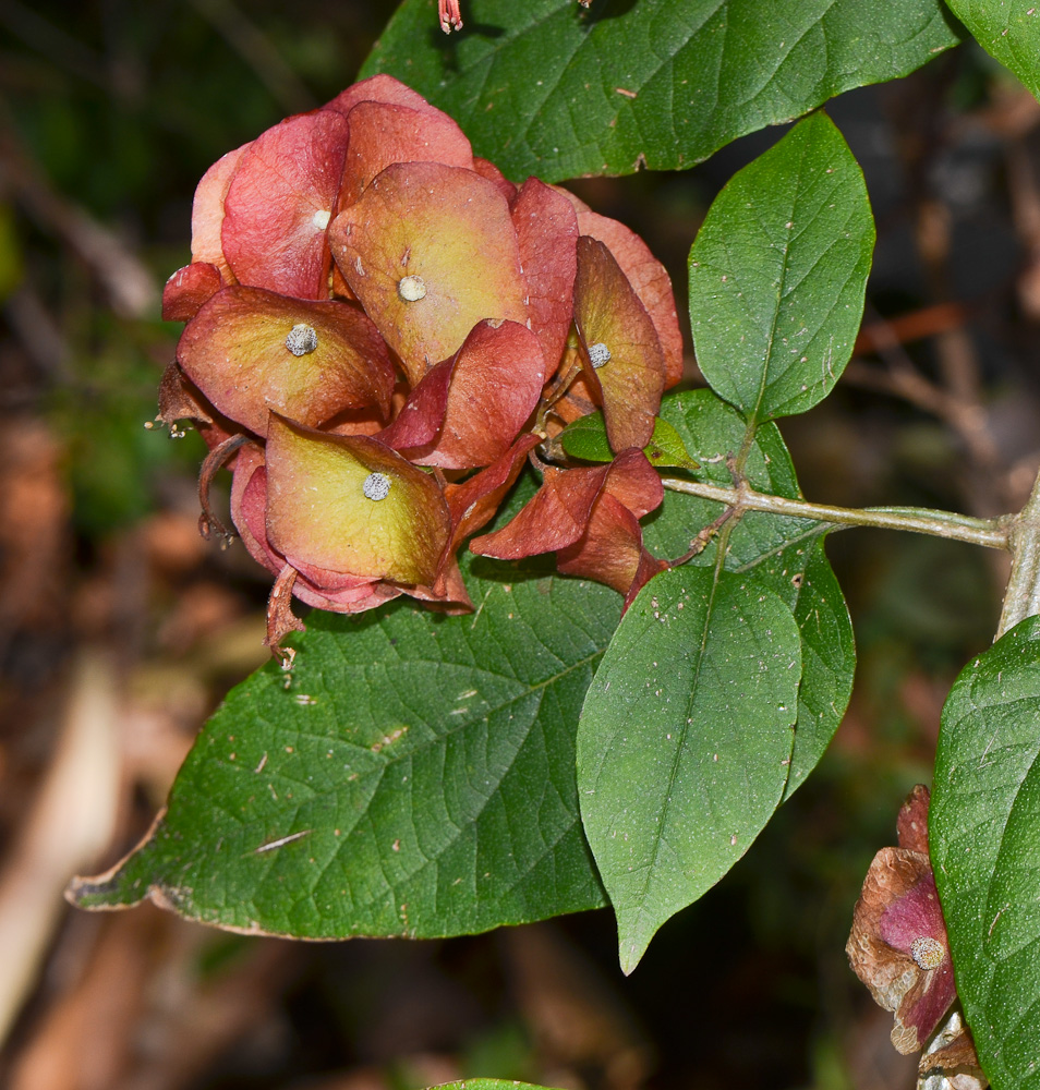 Изображение особи Holmskioldia sanguinea.