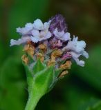 Lippia nodiflora