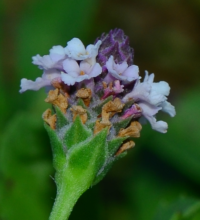 Изображение особи Lippia nodiflora.