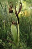 Ophrys oestrifera. Часть побега с плодом и засохшим неопылённым цветком. Крым, окр. Феодосии, хр. Тепе-Оба, нарушенная степь в междурядьях искусственного леса из сосны крымской с примесью лиственных деревьев и кустарников. 23 июня 2016 г.