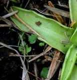 Pinguicula vulgaris. Часть розетки листьев (видны капельки клейкого вещества). Украина, Волынская обл., Ковельский р-н, заказник \"Любче\". 19 июля 2007 г.