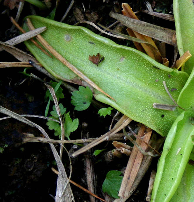 Изображение особи Pinguicula vulgaris.